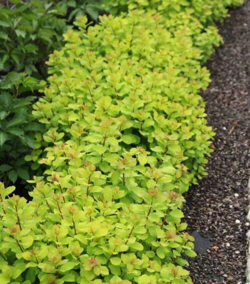 Спирея березолистная (Spiraea betulifolia `torgold`)
